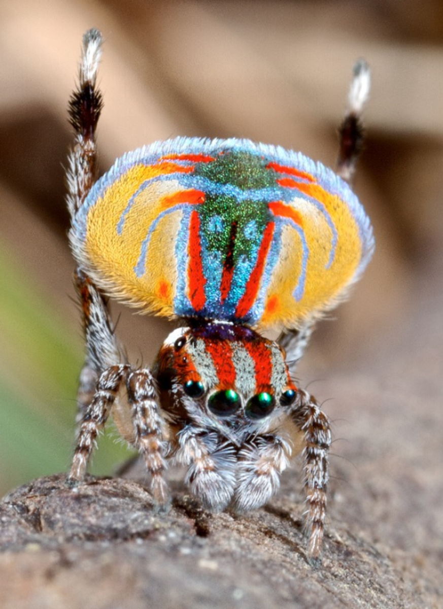 Паук-Павлин (Maratus volans)