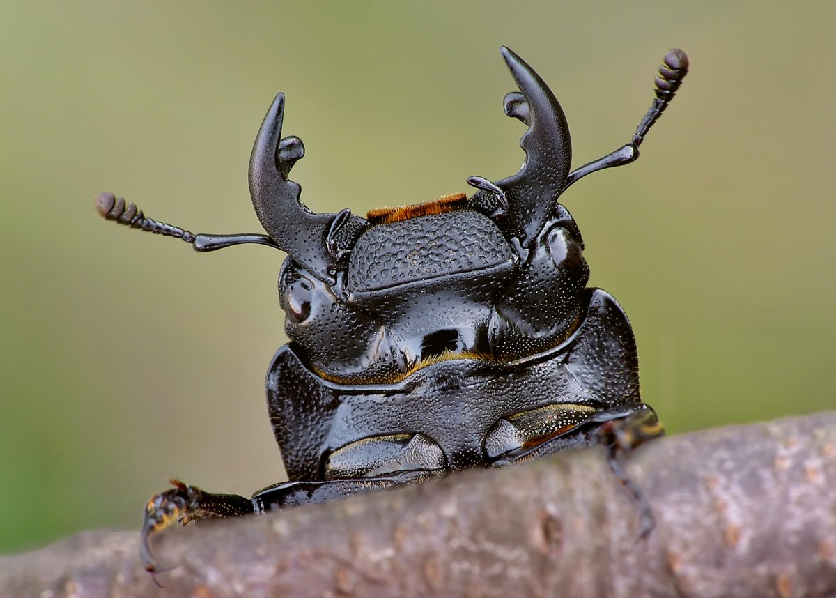 Смешная бабочка