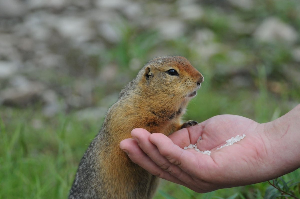 Алтайский суслик Краснощекий