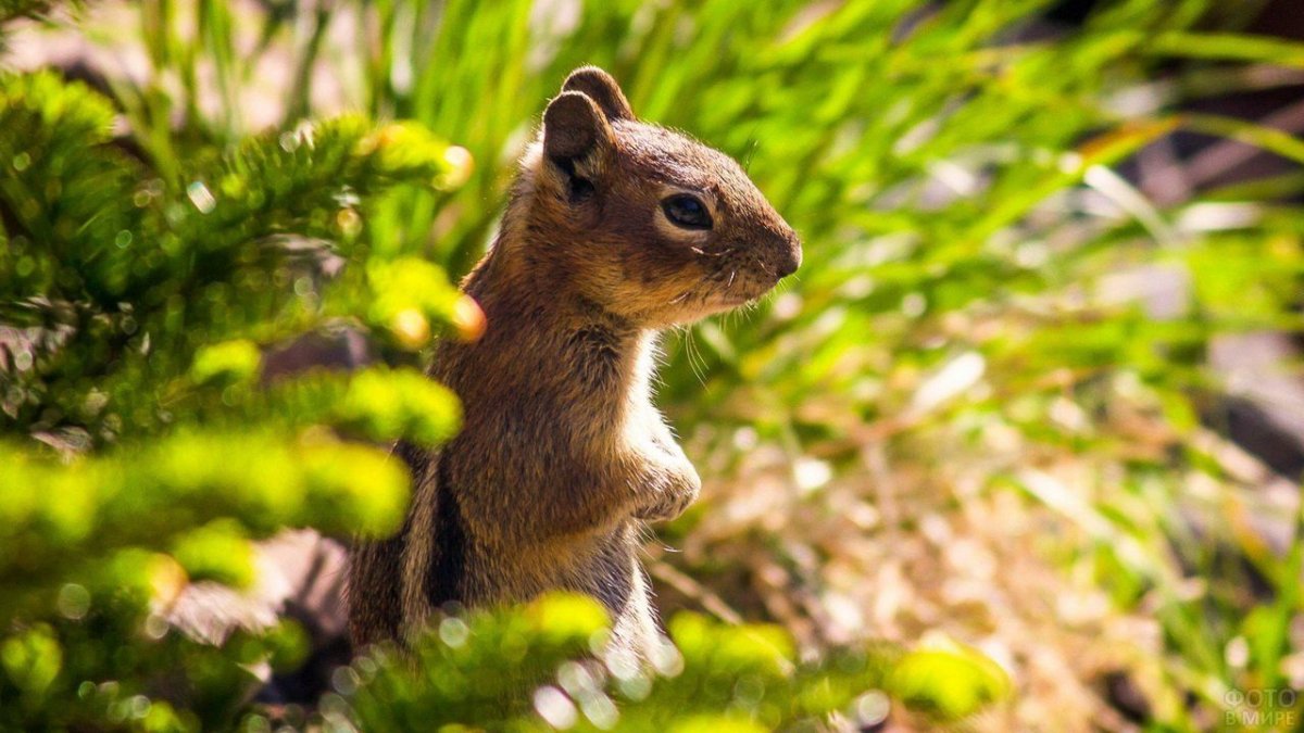 Животные леса бурундук