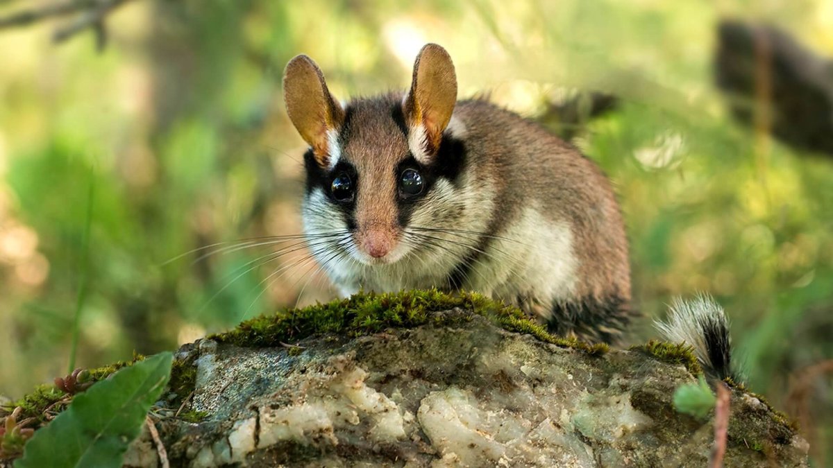 Садовая Соня