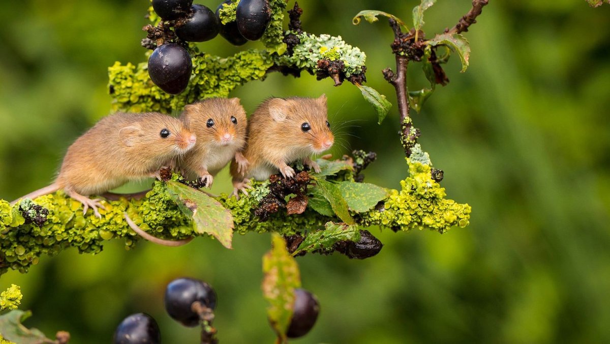 Грызуны на ветке