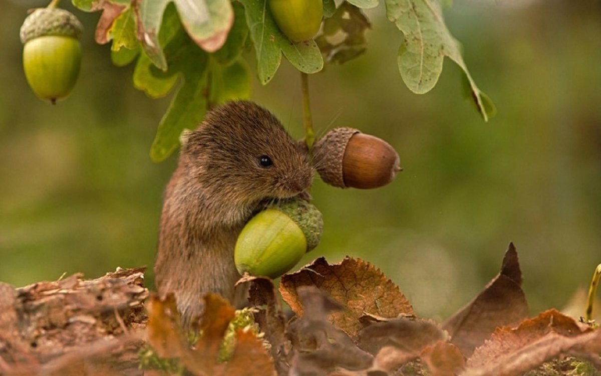 Жёлудь → полёвка → ?