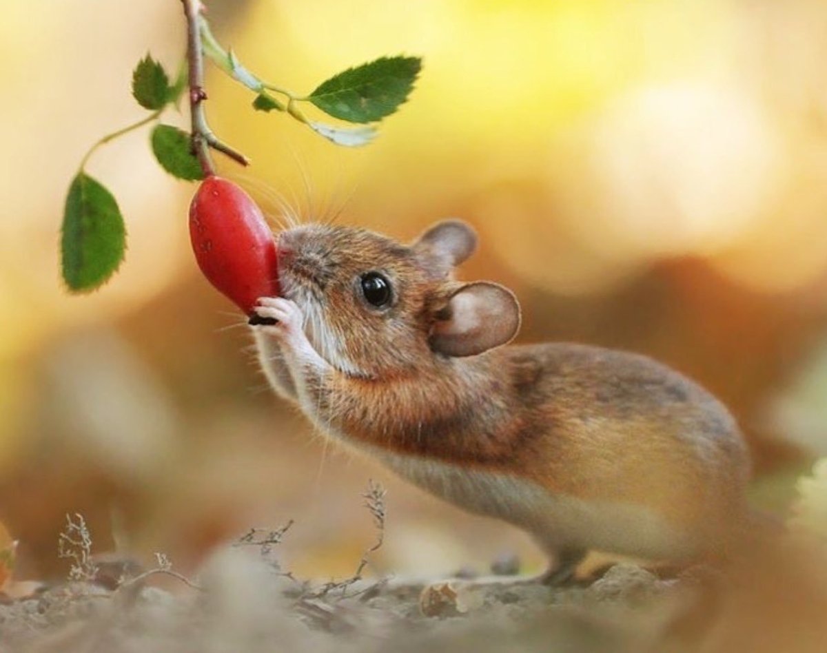 Мышка осенью