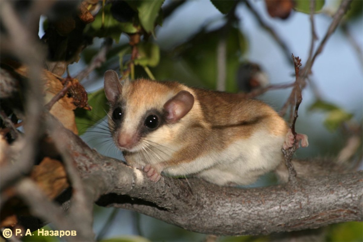 Соня Лесная dryomys nitedula (Pallas, 1778)