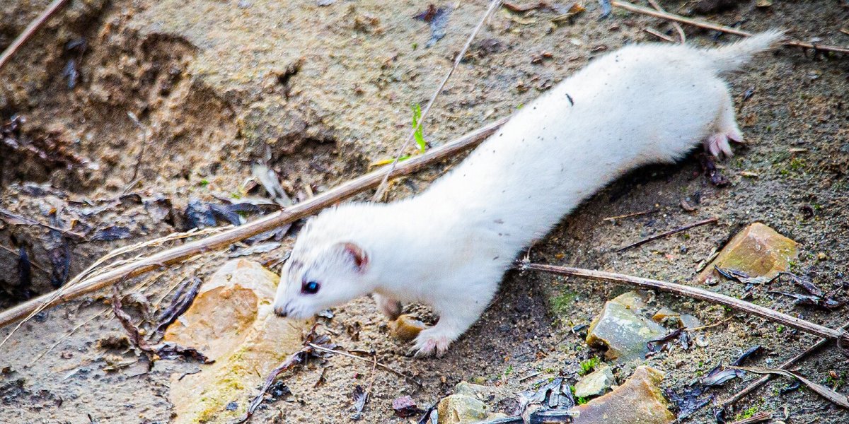 Лесная ласка зверек