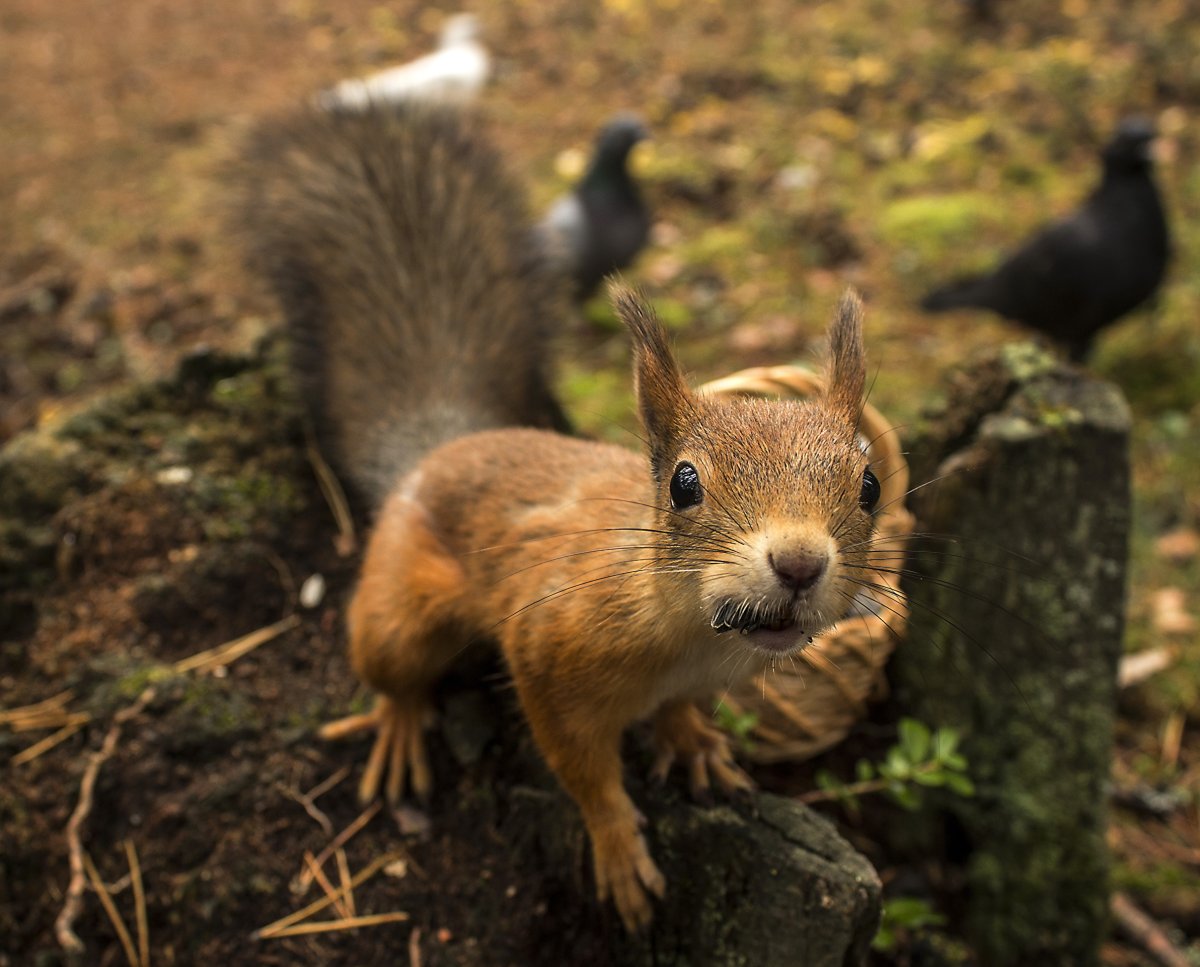 Мелкие животные леса