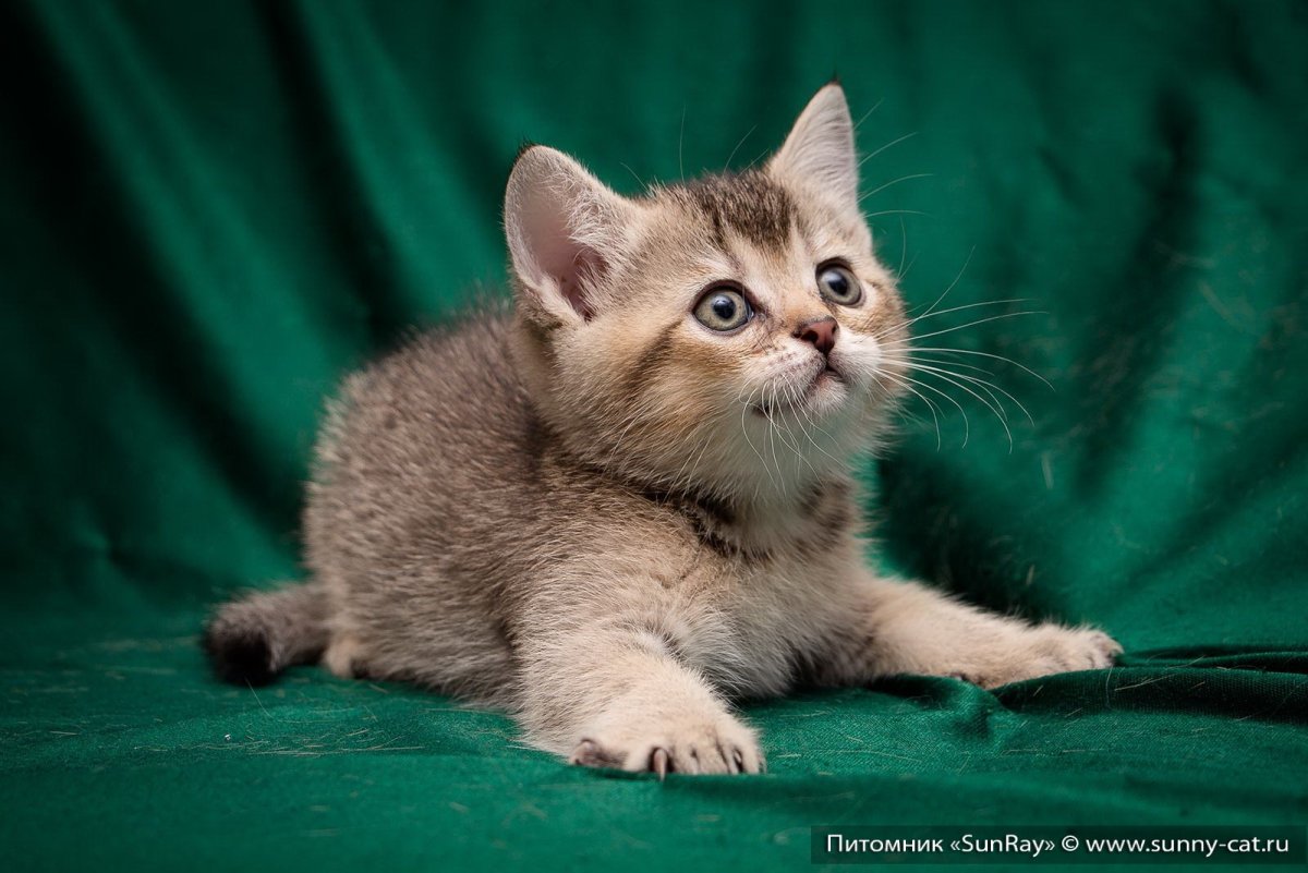 Золотой британец, окрас тикированный ny25