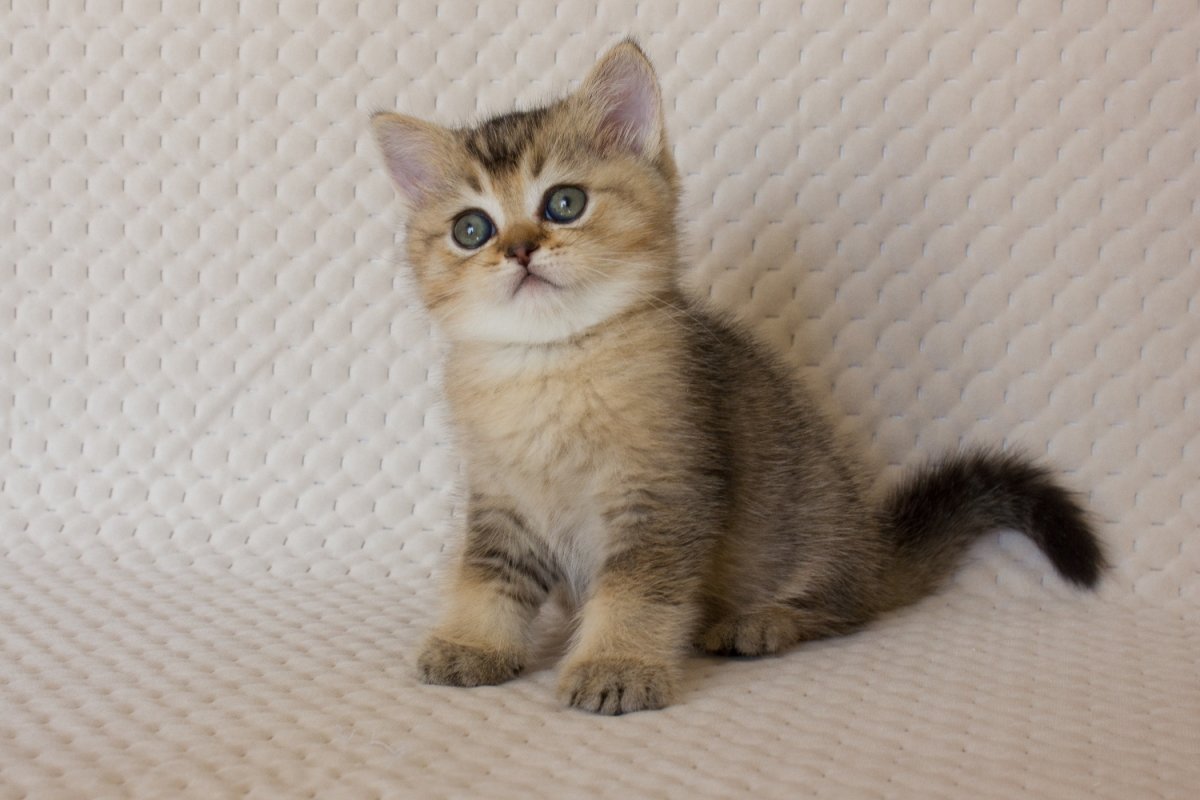 Скоттиш страйт тикированный