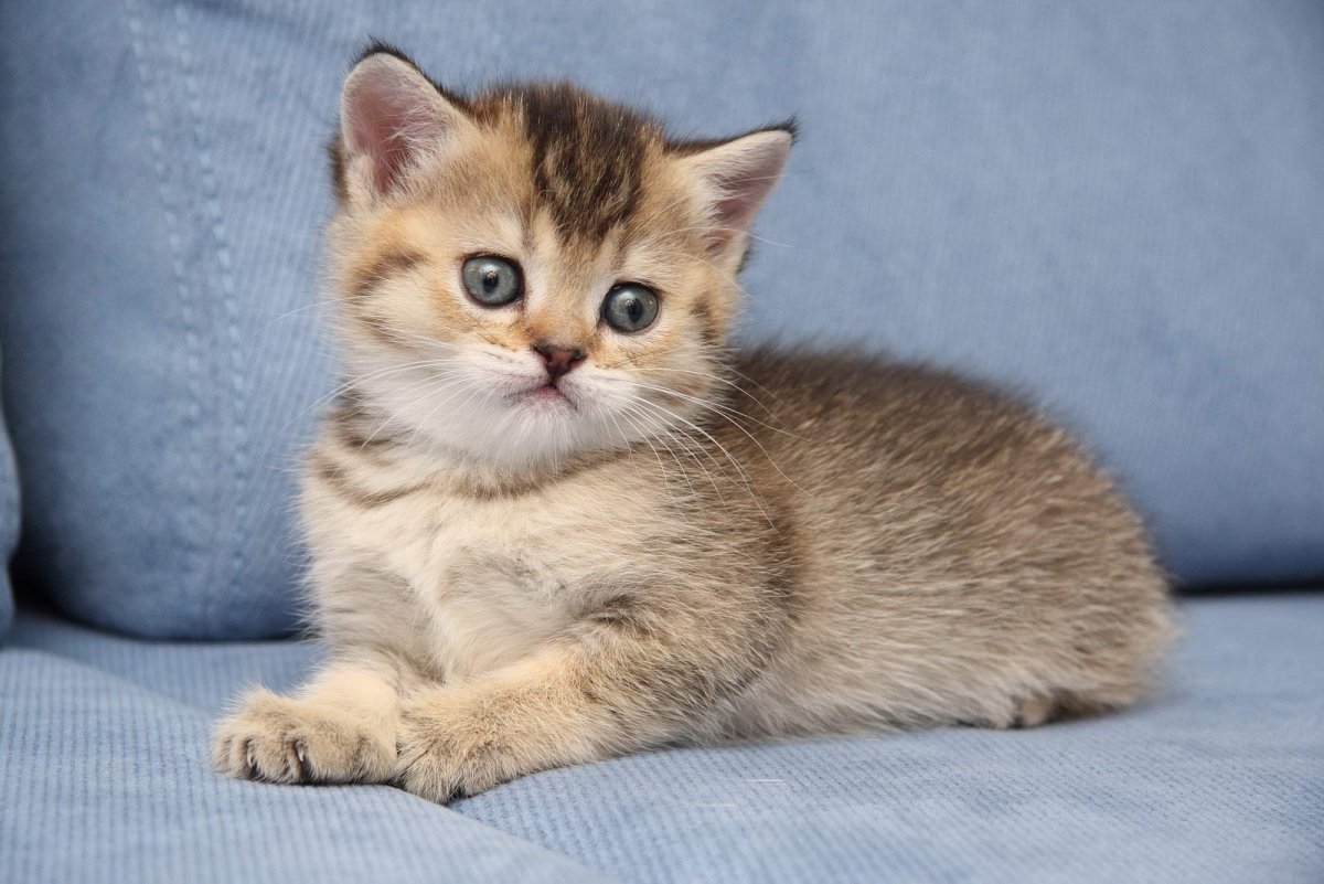 Тикированный табби