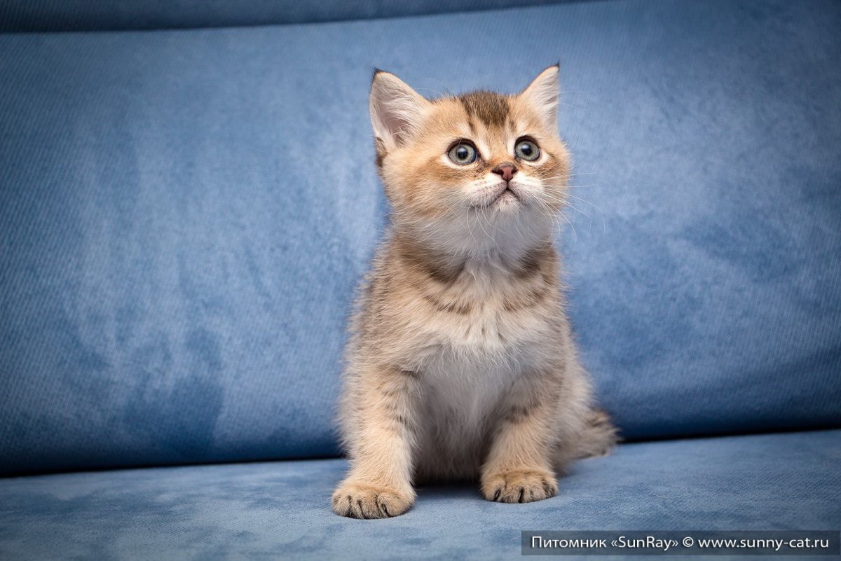 Черный тикированный окрас британских кошек