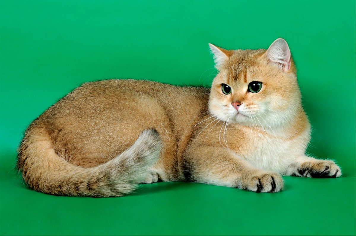 Золотая тикированная шиншилла