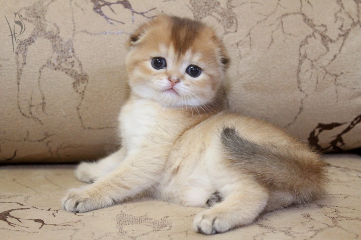 Скоттиш фолд Золотая шиншилла