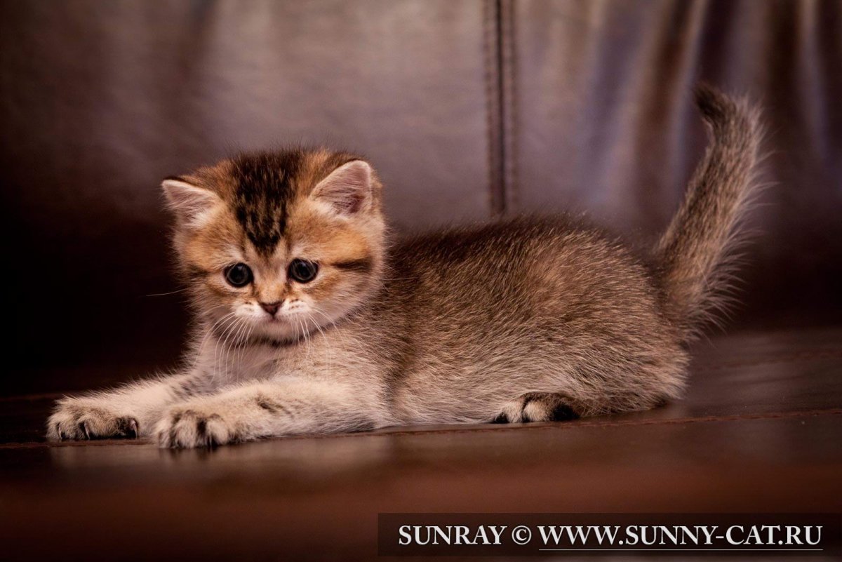 Тикированный табби Шотландская