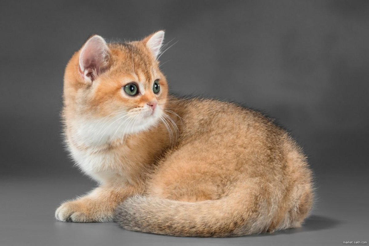 Шотландская короткошерстная Золотая шиншилла