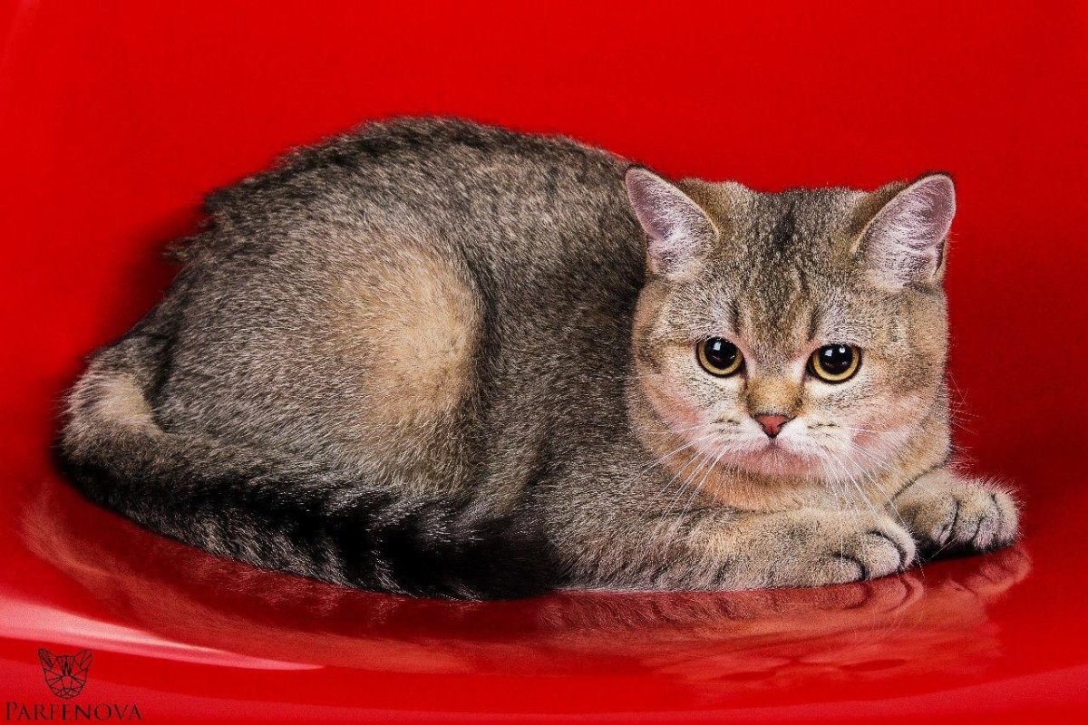 Шотландский страйт тикированный