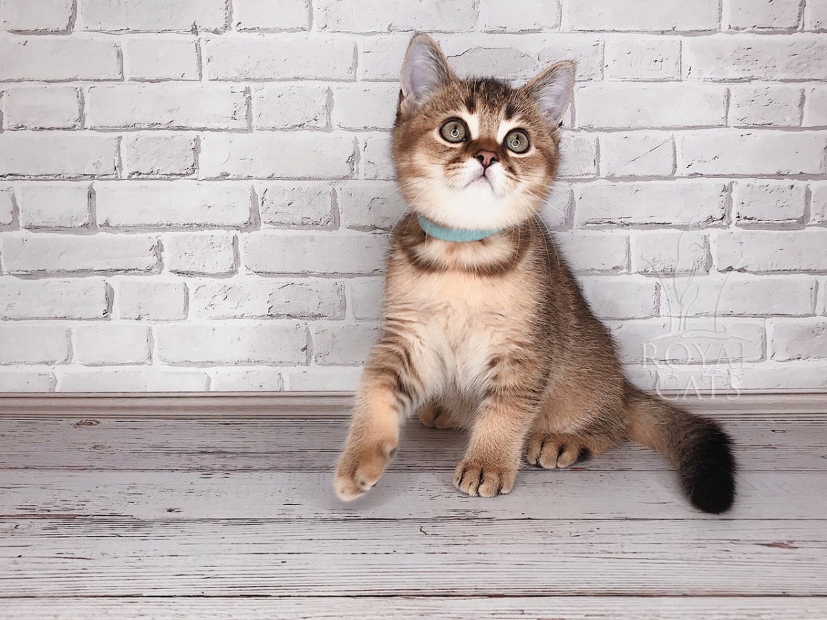 Золотая шиншилла кошка вислоухая