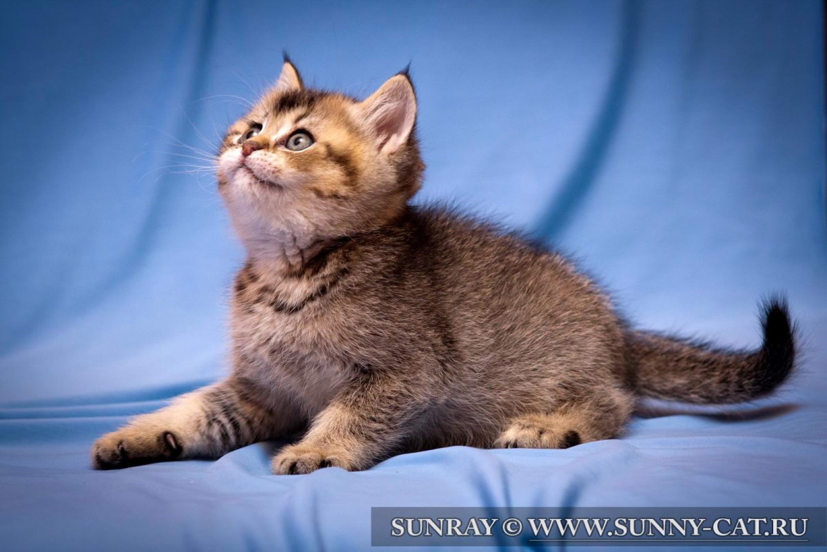 Британец табби Браун тикированный