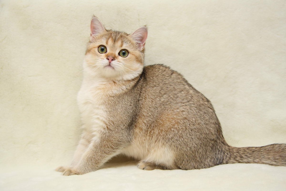 Британская тикированная шиншилла