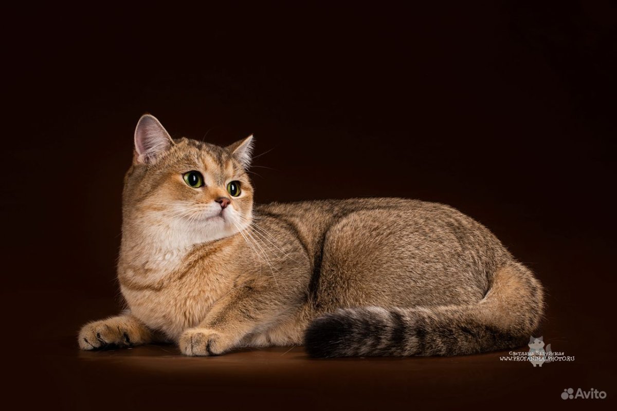 Шотландская Золотая тикированная шиншилла