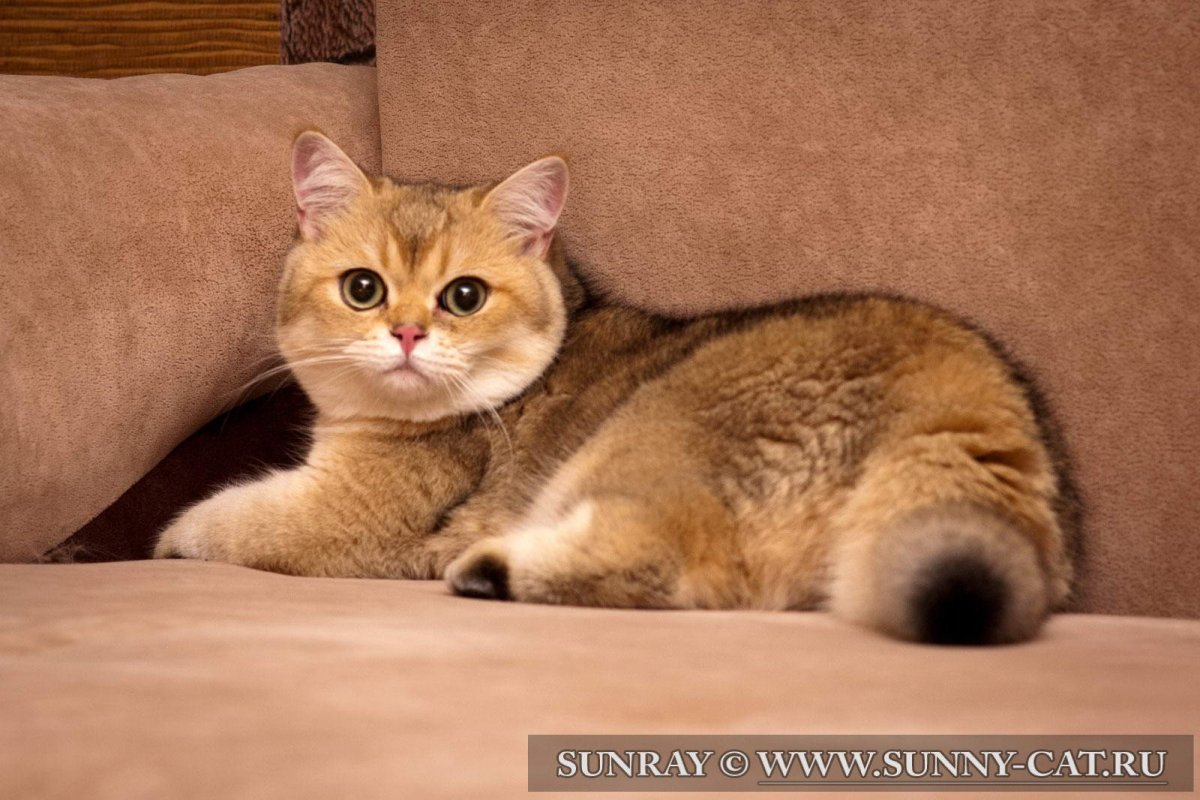 Манчкин Британская шиншилла