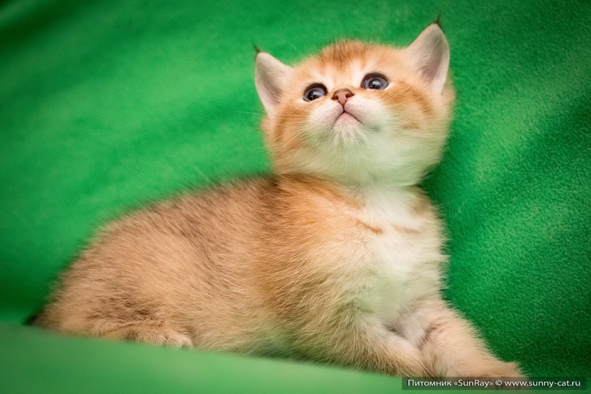 Британская короткошёрстная Золотая шиншилла