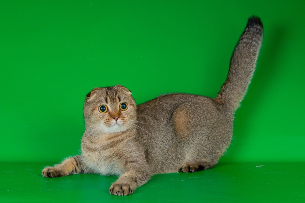 Скоттиш фолд тикированный
