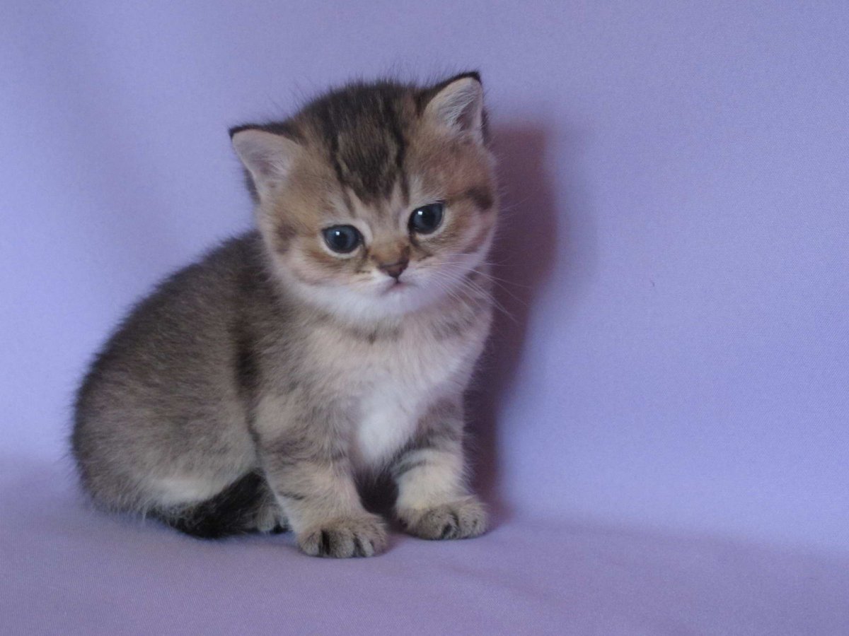 Шотландская тикированная шиншилла