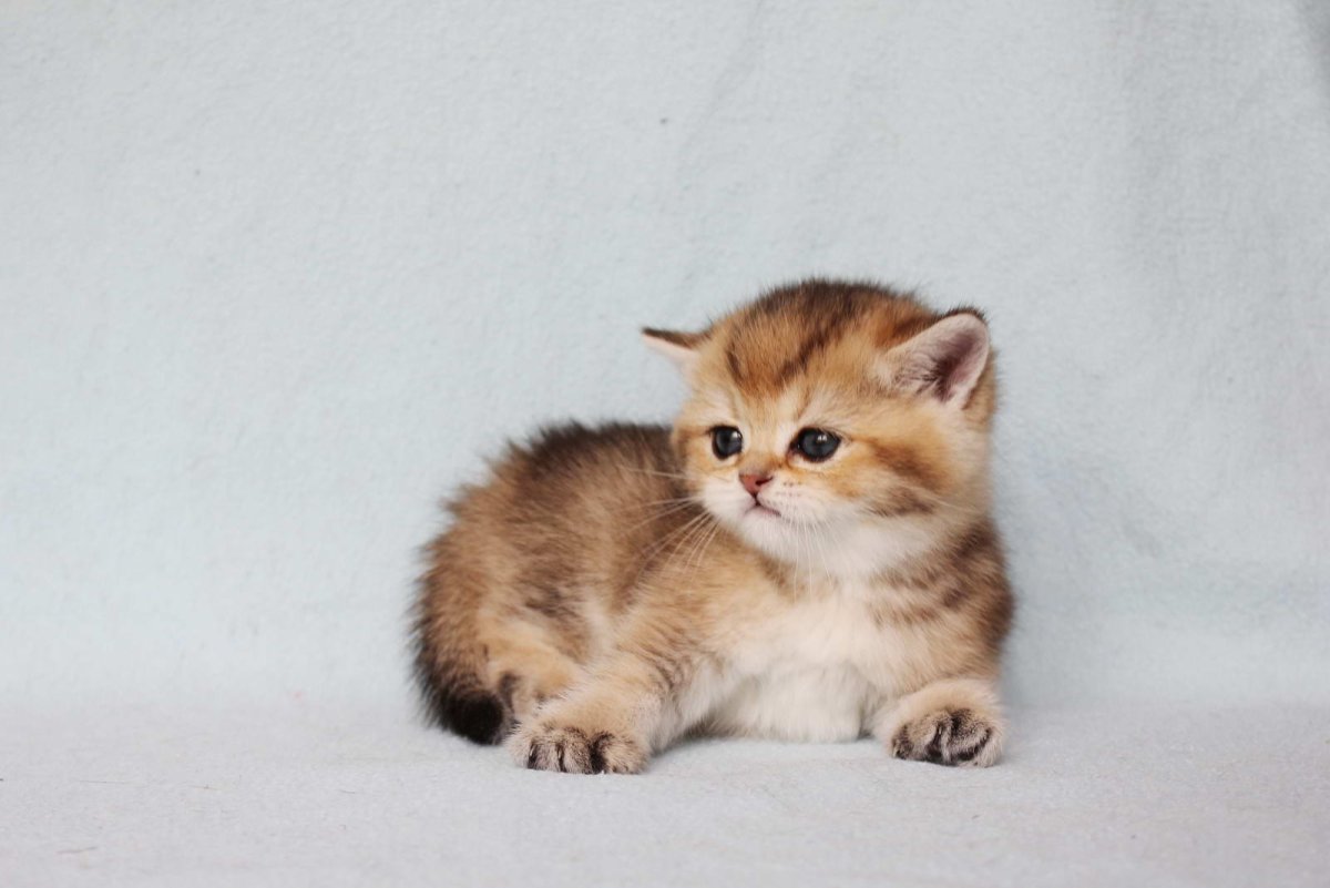 Золотые тикированные Шотландские котята