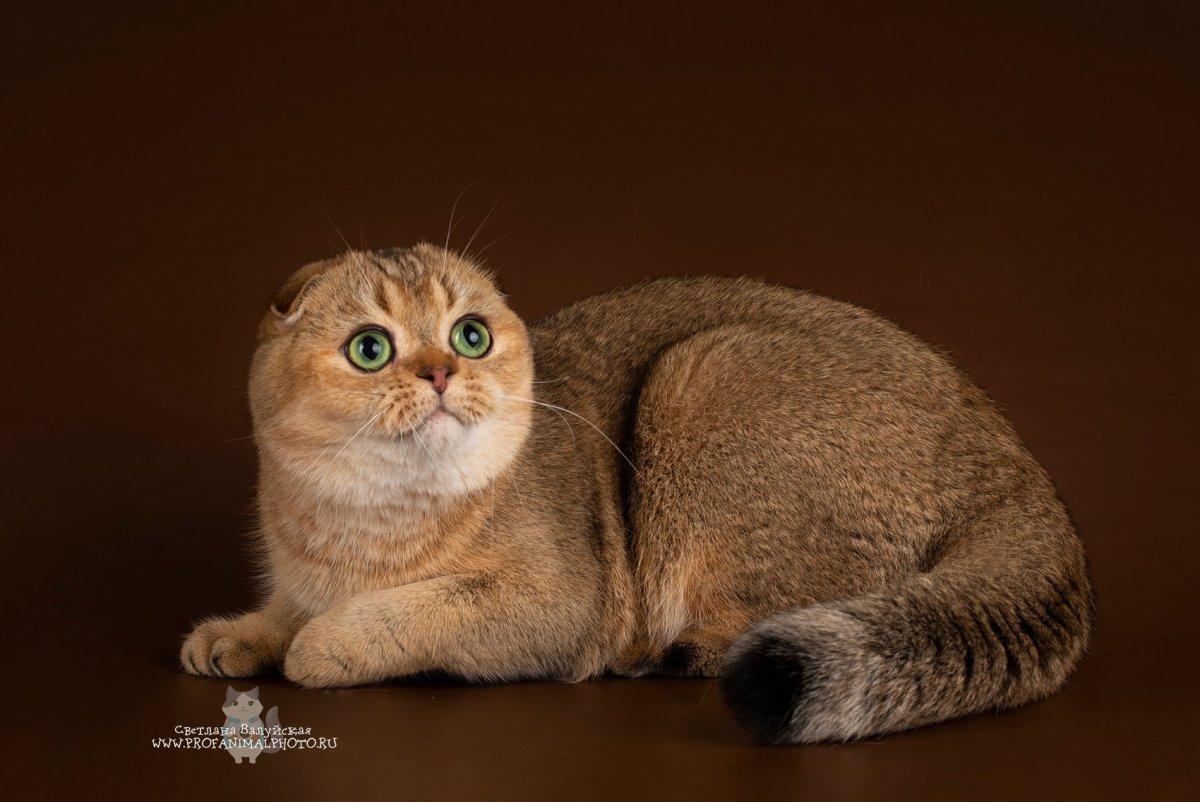 Золотистая тикированная шиншилла Британская