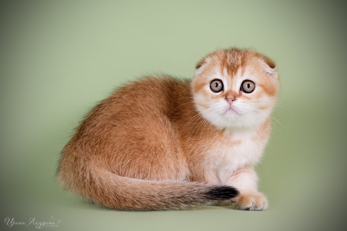 Скоттиш фолд тикированный