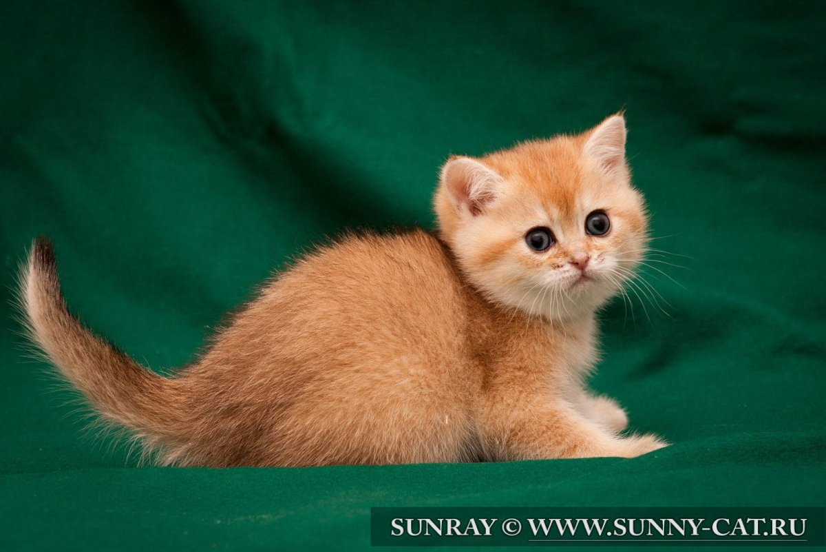 Британские котята ny25