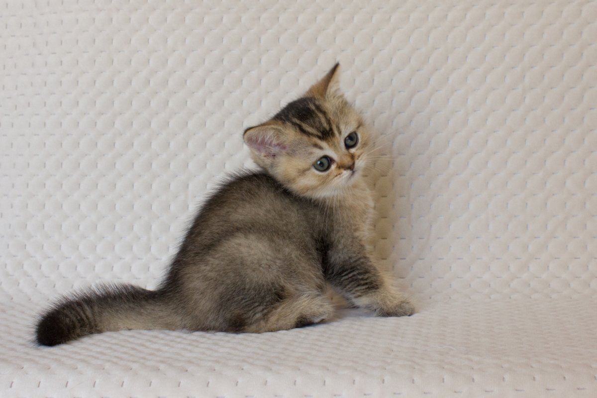 Шотландская скоттиш фолд ny25