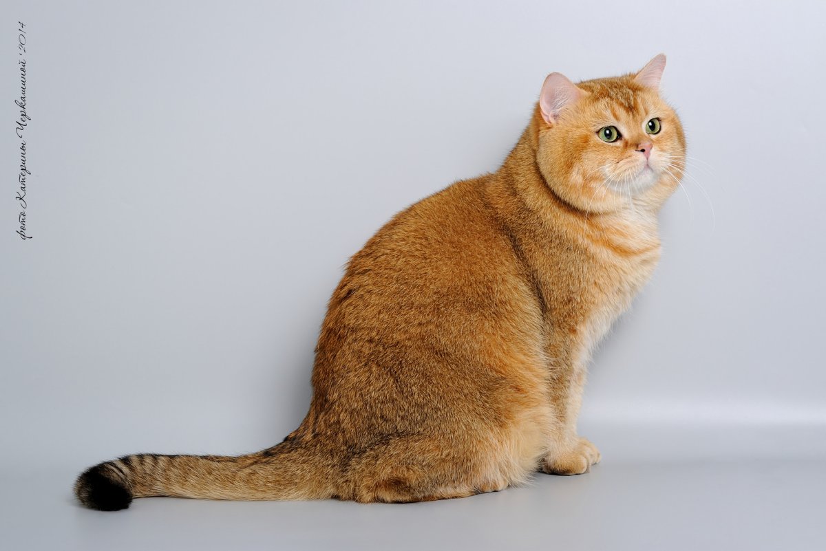 Золотая тикированная Шотландская кошка