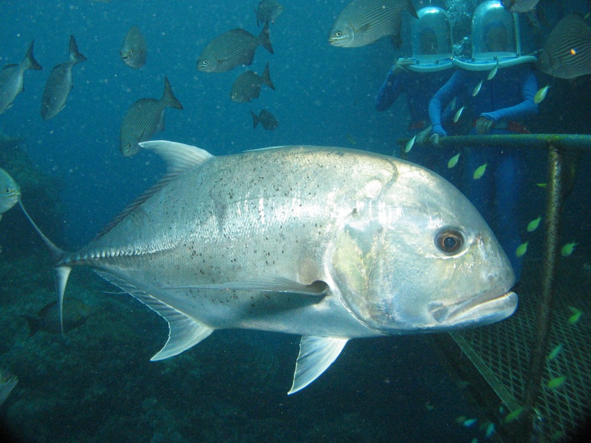 Бриллиантовый каранкс рыба