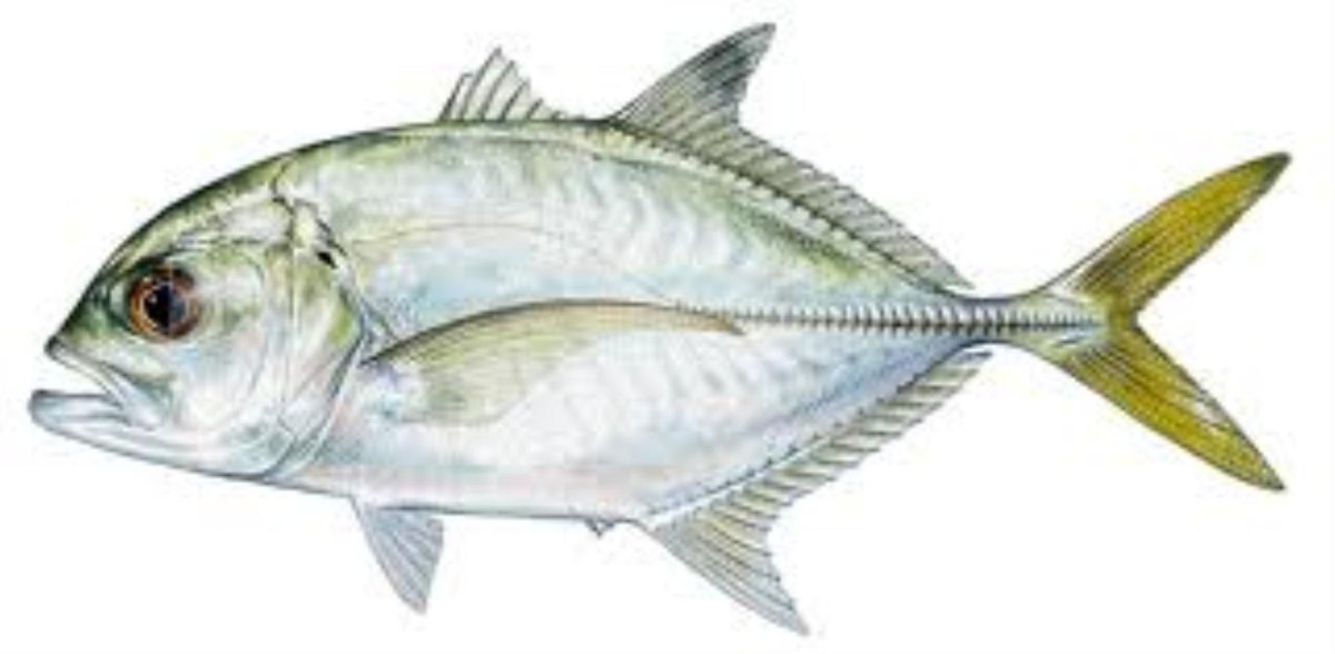 Раскраска каранкс