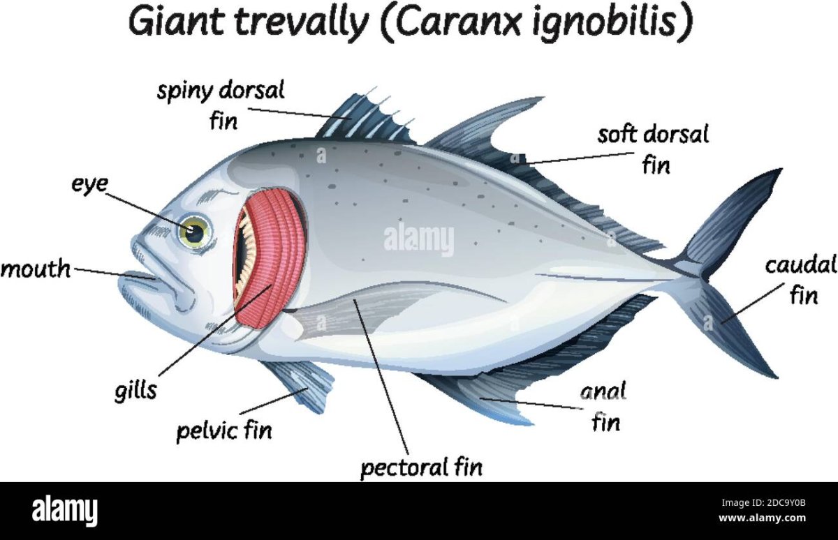 Желтоперый каранкс