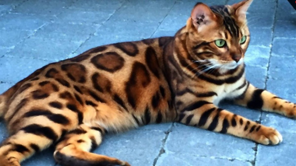 Бенгальская кошка