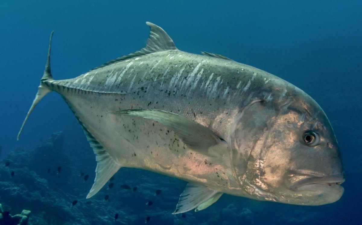 Гигантский каранкс рыба