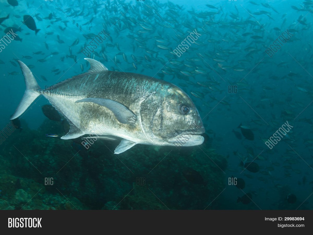 Рыба прыгает