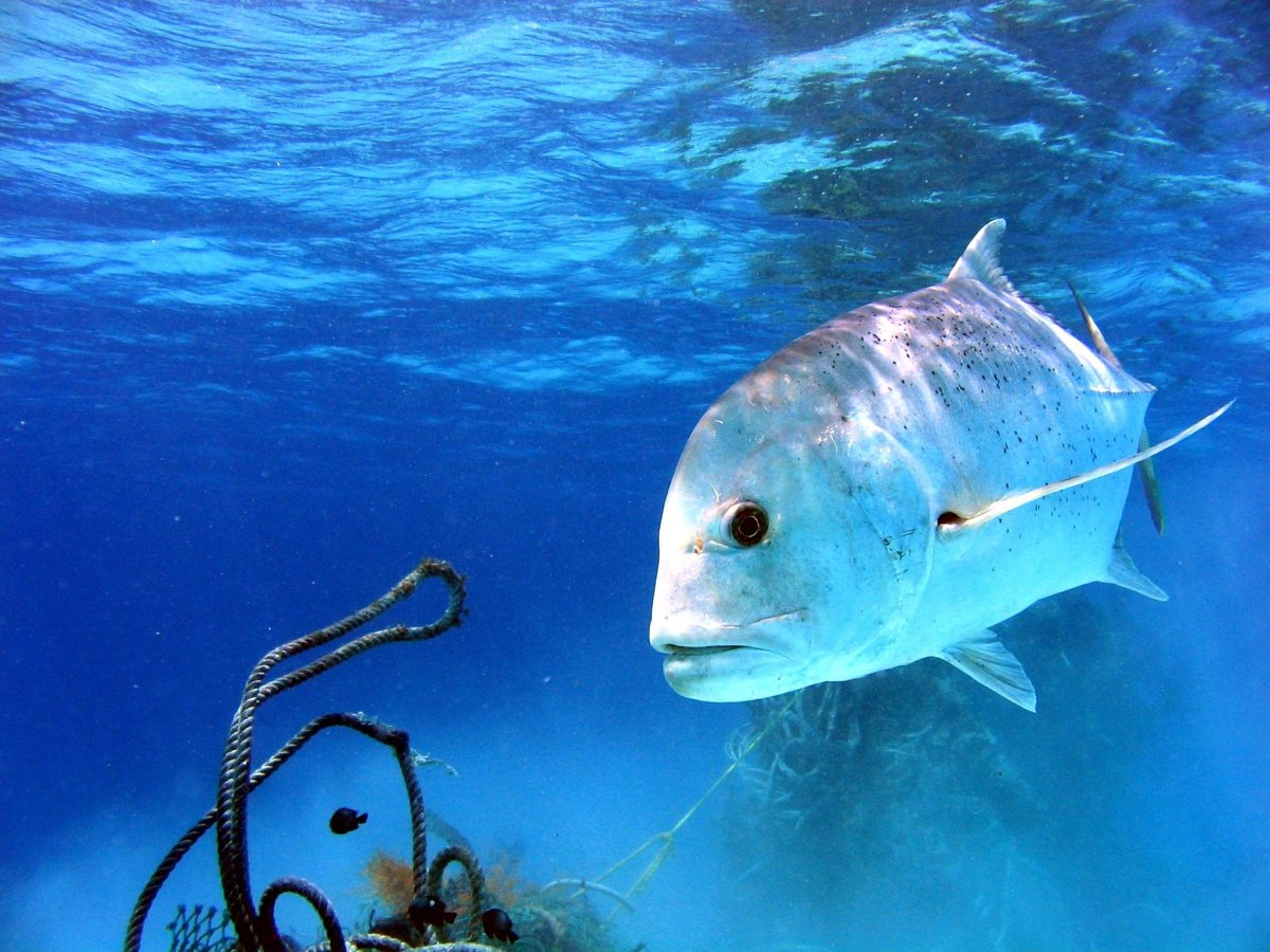 Giant Trevally рыба
