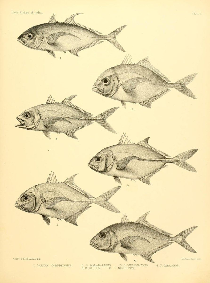 Желтоперые каранксы