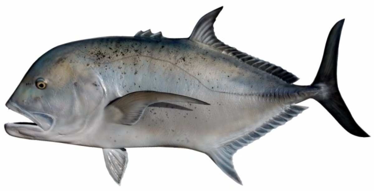 Каранкс рыба вкус