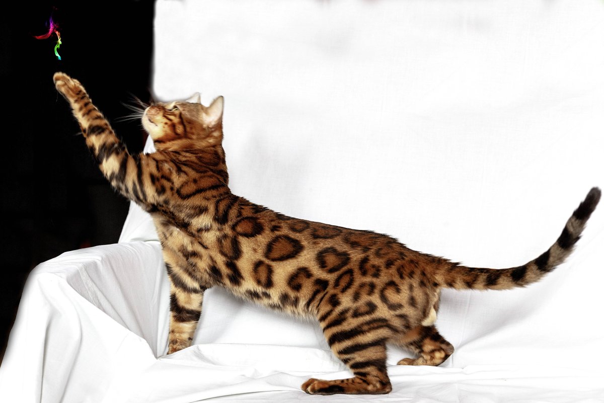 Бенгал окрас n24