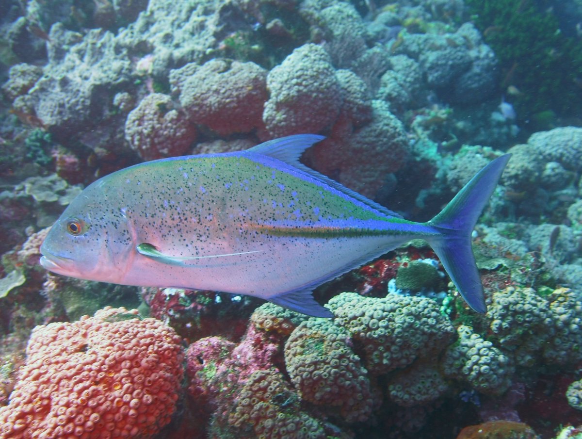 Синепёрый тунец