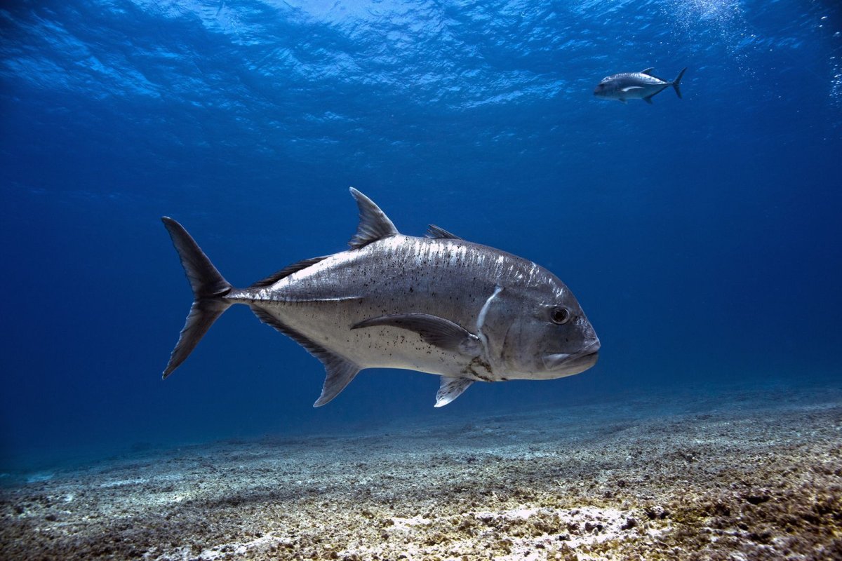 Giant Trevally рыба
