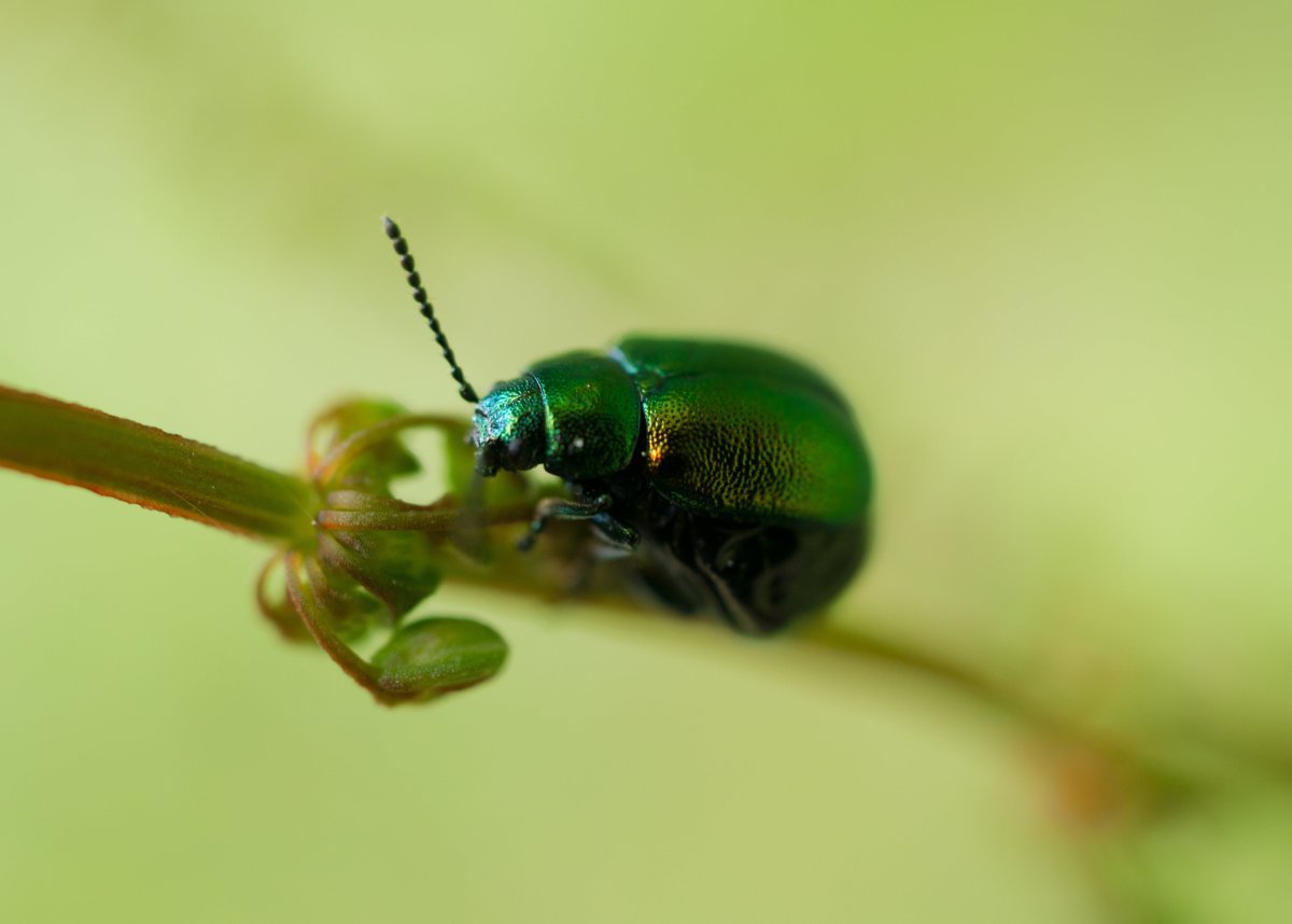 Зеленый летающий Жук