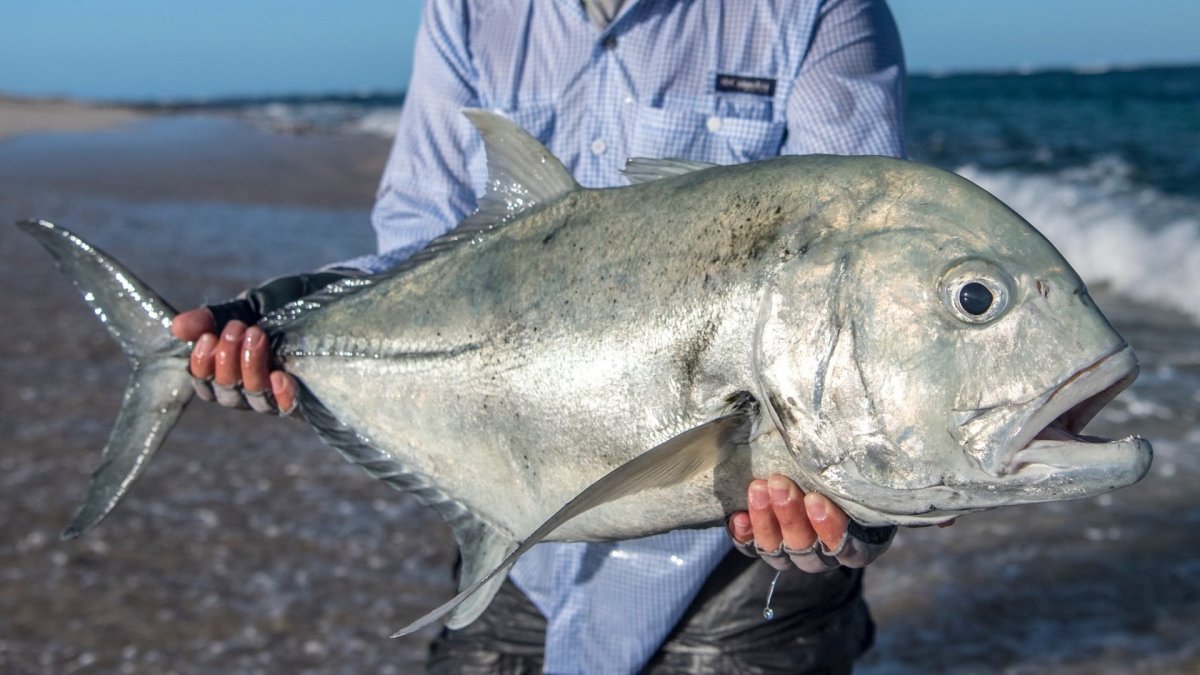 Маленькая семужка рисунок рыба