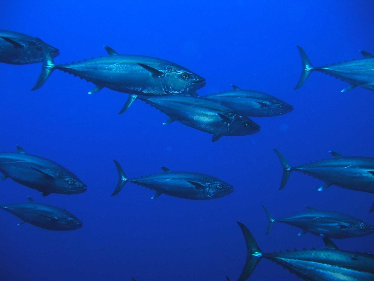 Рыба жёлтый каранкс