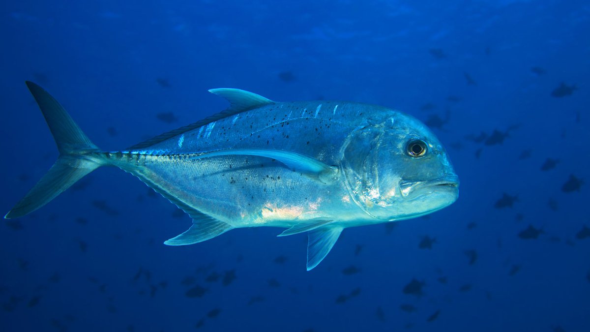 Giant Trevally рыба